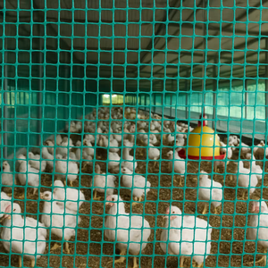 Filet d'ombrage en plastique vert herbe tricoté warp avec services de découpe et de moulage, fabriqué en Inde par FORTUNE AGRO NET - Product Image 1