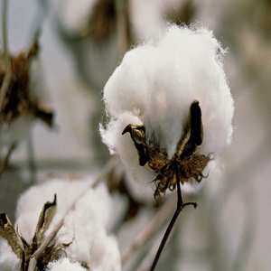 Graines de coton de qualité supérieure en gros, variété sans gossypol, pour l'alimentation des animaux non ruminants, en vente - Product Image 2