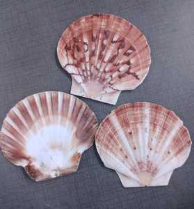 Conchas Marinas Naturales Rosa Festoneadas y Perlas para Decoración del Hogar, Confeti para Bodas, Manualidades, Fabricación de Joyería, Suministro a Granel, Conifer Handmades - Product Image 2