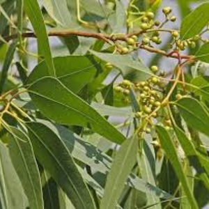 ใบยูคาลิปตัสแห้งเกรดพรีเมียมจากเวียดนาม สำหรับทำเทียนหอมและงานฝีมือที่มีคุณค่าทางโภชนาการ โดย 99 โกลด์ ดาต้า - Product Image 4