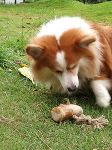 Bâton à mâcher durable en bois de café naturel pour chien, idéal pour le nettoyage dentaire et le soulagement du stress, taille XS - Vente Flash - Product Image 6