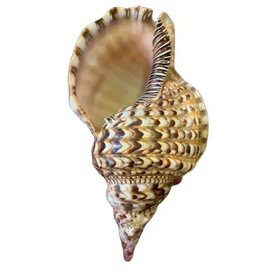 Tromba naturale Triton Ammonite decorazione grande conchiglia conchiglia, conchiglia di lumaca Ocean Decor Beach Gift Beach Decor