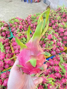 Fruit du Dragon frais Vietnam qualité d'exportation chair blanche et chair rouge disponible longue durée de conservation emballage 4kg 9kg boîte en Carton - Product Image 3