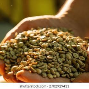 Vietnam <b>Robusta</b> <b>Coffee</b> <b>Beans</b> Sustainable Supply – OEM ODM Bulk Natural Green Unroasted Seeds Export, 12% Moisture Grade Standard - Product Image 4