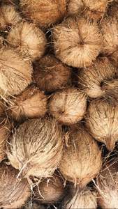 Vente en gros de tourbe de coco de Vifarmex | Vietnam usine fournisseur de noix de coco milieu de culture - Product Image 4