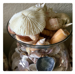 Conchas marinas naturales a granel para manualidades, recuerdos y decoración del hogar - Product Image 4