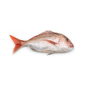 Pargo Rojo Entero Congelado Fresco, Precio de Mercado, Vida Útil de 2 Años - Product Image 1