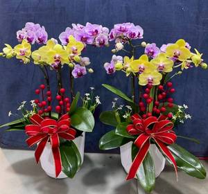 F262 Bandeja de Orquídeas de Montaje Rápido | Capacidad de 5 Orquídeas | Para Floristerías Minoristas Bodas Hoteles y Exposiciones - Product Image 5