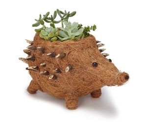 Pot de pépinière en fibre de coco naturelle pour la germination des graines, la culture de plantes d'intérieur et d'extérieur, et la décoration de jardin domestique - Product Image 4