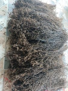 ผงวุ้นหญ้าดำแบบแห้งเกรดสูงจากเวียดนาม - Product Image 3