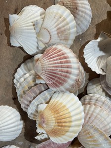 Hermosas Conchas Marinas Naturales Grandes (5-6 cm) 100% Aptas para Decoración Culinaria y Manualidades - Origen Vietnam Ba Ria-Vung Tau VIET D.E.L.T.A - Product Image 4