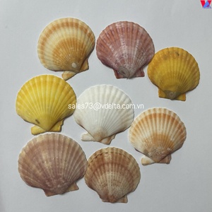 Coquilles de pétoncle naturelles pour la décoration, artisanat DIY, 10-15 cm, vente en gros, approvisionnement en vrac/MS KELLY - Product Image 2