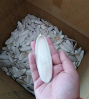 Os de Seiche Naturel : Supplément de Calcium Marin Idéal pour les Besoins Nutritionnels des Perroquets, des Cockatiels, des Tortues et des Bébés Oiseaux