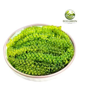 Uvas de Mar Secas de Alta Calidad, Caviar Verde Instantáneo, Alga Marina, Textura Fresca y Crujiente, Ricas en Vitaminas y Minerales - Product Image 6