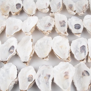 Mejor precio en conchas de ostra naturales, conchas marinas de fábrica para decoración y proyectos de manualidades. - Product Image 3