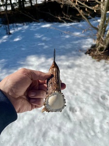 Couteau de chasse/camping en acier Damas forgé, finition artisanale, manche en bois et corne de cerf, service OEM accepté, cadeau idéal pour les partenaires - Product Image 5