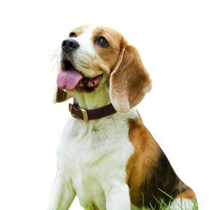 Collier pour chien en cuir de vachette robuste avec boucle de verrouillage métallique, réglable, durable, respirant, pour l'entraînement - Product Image 6