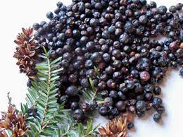 2026 New Season Premium Quality Bulk Wholesale Natural Dried Juniper Berries Organic Supply For Private <b>Label</b> Brands - Product Image 3