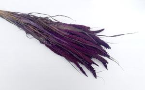 Flores y Plantas Decorativas de Setaria Italica Secas y Conservadas Naturales al por Mayor - Product Image 4