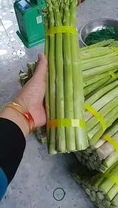 Lances d'asperges vertes fraîches du Vietnam récoltées quotidiennement directement de la ferme - Product Image 5