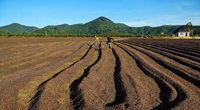 Café Arabica Bio Vert en Gros pour Machines à Expresso Commerciales – Robuste, Origine Hautes Terres du Vietnam