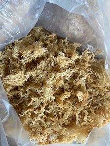 La mejor calidad-Musgo marino seco-Oro crudo, Musgo marino púrpura-100% Musgo marino irlandés de Vietnam / Lima - Product Image 3