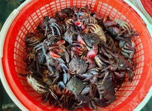Cangrejo Picante con Sésamo, Origen Ca Mau, Provincia de Vietnam, Cocina Tradicional, OEM, Envío Global, Procesamiento Artesanal, Buen Precio - Product Image 6