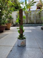 Bâton de bâton de mousse de coco naturelle Support Plantes Vignes en croissance GROS PVC Moss Coco Pole Stick