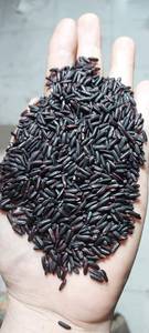 Arroz Negro Premium de Nueva Cosecha Tien Giang, Suministro al por Mayor para Restaurantes, Tiendas de Alimentos Saludables y Exportación - Product Image 2