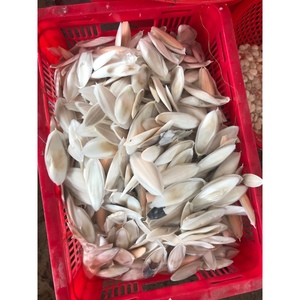 Polvo de Hueso de Sepia Blanqueado de Tamaño Mediano de la Más Alta Calidad GIA NGUYEN, Hueso de Calamar para Aves Loros, Precio de Fábrica de Vietnam - Product Image 1