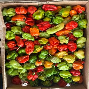 Pimienta Africana Fresca Orgánica de Alta Calidad, Auténtica, Picante, Especias Naturales Recogidas en Granja para Comidas Saludables, Compre Hoy - Product Image 6