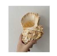 Meilleure vente coquillage plage décor tropical/naturel blanc coquillage carillon éolien pour tenture murale cadeau naturel artisanat