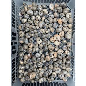 แอมโมไนต์สีดำธรรมชาติ ขัดเงาเต็มรูปแบบ ขนาด 2-5 ซม. สำหรับทำเครื่องประดับ งานฝีมือ และของสะสม - Product Image 3