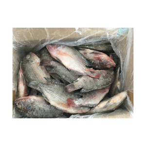 Tilapia Congelada Confiable Lista para Exportación a Gran Escala y Pedidos al por Mayor - Product Image 2