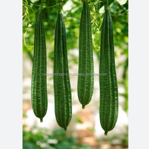 Calabaza Fresca Orgánica de Granja, Suministro Directo, Calidad de Exportación, Luffa Verde de Bangladesh, Six Season Agro Traders - Product Image 5