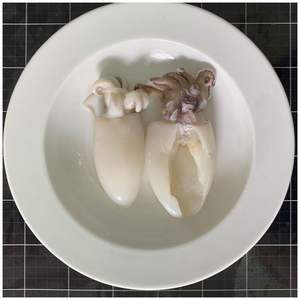 Calamar Bebé Congelado Tender Ocean Bite para Importadores de Mariscos y Cocina Asiática - Product Image 2