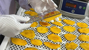 มะม่วงอบแห้ง มะม่วงธรรมชาติ ผลไม้อบแห้ง ขนมขบเคี้ยวสำหรับขายปลีกและขายส่ง เนื้อนุ่ม หวาน สไตล์ทรอปิคอล จำหน่ายจำนวนมาก แหล่งผลิตเวียดนาม - Product Image 3