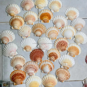 Conchas de vieira naturales KMI de 9–12 cm – Ecológicas y a granel para manualidades y decoración del hogar - Product Image 4