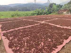 [BEST SELLING] | Wholesale BLUE LOTUS Star <b>Anise</b> Spice Material 1kg for Food Processing Culinary Essential <b>Oil</b> Extraction Yen - Product Image 5