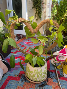 Poste de Fibra de Coco para Plantas |   Soporte para Plantas de Fibra de Coco Natural con Núcleo de Madera y Metal Flexible |   Para Plantas Trepadoras de Interior - Product Image 2