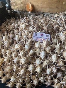 Coquillages naturels pour l'artisanat, la décoration et les cadeaux |   100% Naturel Origine Vietnam |   Coquilles entières 5–6 cm et 11–15 cm - Product Image 3