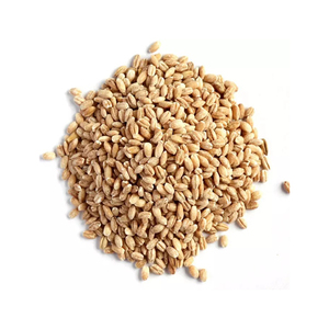 Grano de Cebada / Grano de Cebada Maltada / Grano de Cebada Descascarillada a Precio Competitivo - Product Image 4