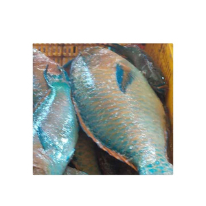 Poisson-perroquet congelé de qualité supérieure, vente en gros, approvisionnement en vrac, qualité alimentaire, prêt à expédier, fournisseur d'exportation de qualité supérieure - Product Image 5