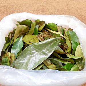 Té Negro Orgánico Fermentado de Hojas de Guanábana, Sin Azúcar, 50gr, 25 Bolsitas de Té, Empaque en Caja, Grado Vietnam EXPAD CO Binh - Product Image 2