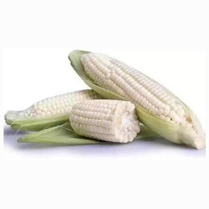 Maíz Amarillo Seco de Grado 2, Maíz Blanco, Sin GMO, Apto para Consumo Humano y Alimentación Animal - Product Image 3