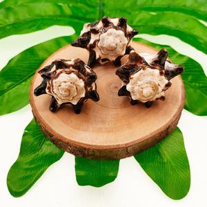 Gioielli alla Moda, Anelli in Vera Conchiglia Marina Naturale, Anello Unico a Forma di Conchiglia per Donne da Bali, Indonesia - Product Image 4