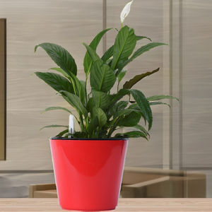 Meilleure vente Pot pour la décoration de la maison et du jardin, pot carré court 18 avec plastique de haute qualité - Product Image 1