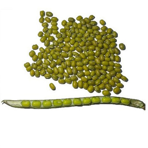 Haricots Mungo Verts Séchés en Gros de Qualité Supérieure à Prix Abordable - Product Image 6