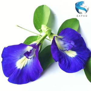 Flores Secas de Mariposa, Pétalos Azules Naturales, Té de Hierbas 100% Natural para Decoración de Bebidas, Suministro Directo a Granel de Vietnam - Product Image 5