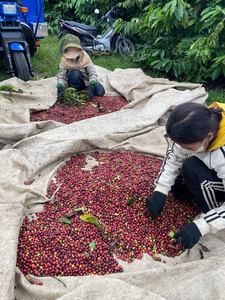 FOURNISSEUR VIETNAMIEN de Grains de Café Arabica Bruts - Grade 2-3 - Prix de Gros les Plus Bas - Emballage en Vrac Échantillon Gratuit & Faible MOQ - Product Image 2